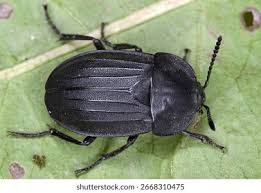 Attēlu rezultāti vaicājumam “Silphidae”