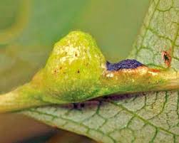 Attēlu rezultāti vaicājumam “Pemphigus borealis”