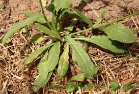 Attēlu rezultāti vaicājumam “Picris hieracioides”