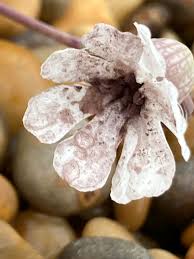 Attēlu rezultāti vaicājumam “Microbotryum tragopogonis - pratensis”