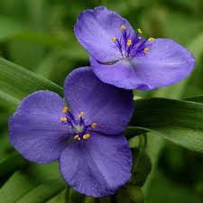Attēlu rezultāti vaicājumam “Tradescantia virginiana flower”