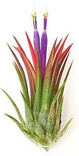 Image result for tillandsia umbellata