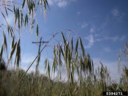 Attēlu rezultāti vaicājumam “Anisantha tectorum fruit”