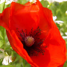 Image result for Papaver rhoeas