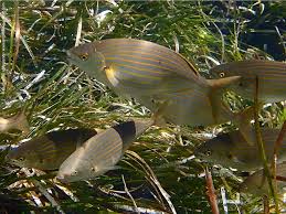 Image result for Sarpa salpa