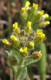 Image result for Alyssum diffusum