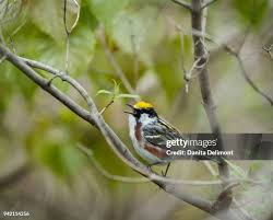 Image result for Dendroica pensylvanica