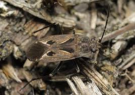 Image result for Rhyparochromus