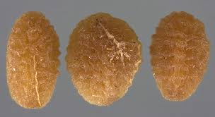 Attēlu rezultāti vaicājumam “Veronica persica fruit”