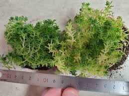 Image result for Sedum acre