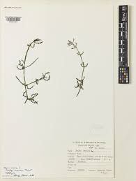 Attēlu rezultāti vaicājumam “Najas major leaf”