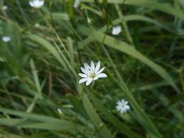 Attēlu rezultāti vaicājumam “Stellaria palustris”