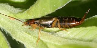 Attēlu rezultāti vaicājumam “Forficula auricularia female”