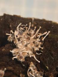 Attēlu rezultāti vaicājumam “Cribraria rubiginosa spores”