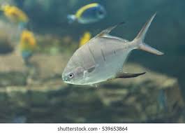 Image result for Trachinotus falcatus