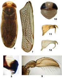 Attēlu rezultāti vaicājumam “Gerridae imago”
