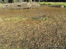 Attēlu rezultāti vaicājumam “Stuckenia pectinata”