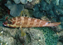 Image result for Epinephelus adscensionis