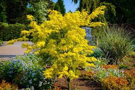Image result for Acer palmatum `Orange Dream`