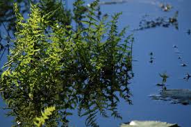 Attēlu rezultāti vaicājumam “Thelypteris palustris”