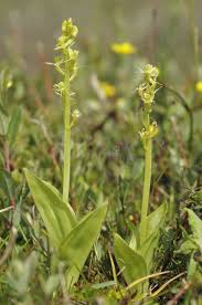 Attēlu rezultāti vaicājumam “Liparis loeselii bud”