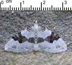 Attēlu rezultāti vaicājumam “Xanthorhoe montanata”