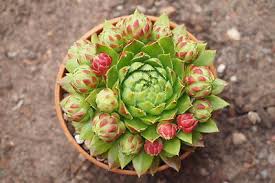 Attēlu rezultāti vaicājumam “Jovibarba globifera leaf”
