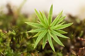 Attēlu rezultāti vaicājumam “Pogonatum dentatum”