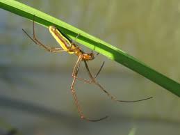 Attēlu rezultāti vaicājumam “Tetragnathidae”