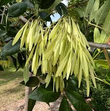 Attēlu rezultāti vaicājumam “Fraxinus pennsylvanica leaf”