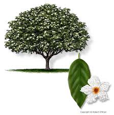 Attēlu rezultāti vaicājumam “Tettigoniodea exuvia”