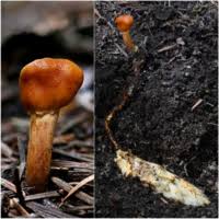 Attēlu rezultāti vaicājumam “Heterotrichia insignis (syn. Arcyria insignis)”