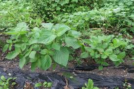 Image result for 깱깲깳깴깵깶깷깺깾깿꺀꺁꺂꺃꺆꺇꺈꺉꺊꺋꺍꺎꺏꺐