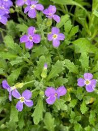 Attēlu rezultāti vaicājumam “Aubrieta deltoidea leaf”