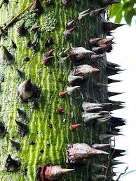 Attēlu rezultāti vaicājumam “Pogonatum nanum macro”