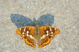 Attēlu rezultāti vaicājumam “Apatura ilia underside”