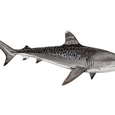 Image result for Galeocerdo cuvier