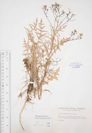 Attēlu rezultāti vaicājumam “Sisymbrium altissimum”