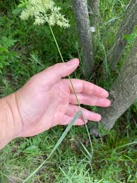Attēlu rezultāti vaicājumam “Calamagrostis epigeios”