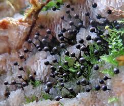 Attēlu rezultāti vaicājumam “Lamproderma columbinum young”