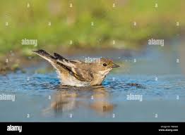Attēlu rezultāti vaicājumam “Ficedula hypoleuca juvenile”