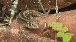 Attēlu rezultāti vaicājumam “Lacerta agilis female”