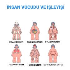 Image result for b%FD%E7ak anatomisi