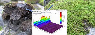Attēlu rezultāti vaicājumam “Schistidium apocarpum young”