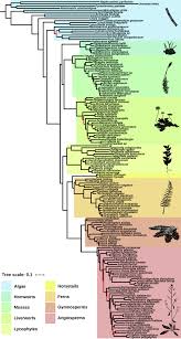 Attēlu rezultāti vaicājumam “Ptilidium pulcherrimum sporophyte”