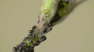 Attēlu rezultāti vaicājumam “Thyatira batis larva”