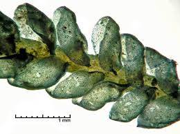 Attēlu rezultāti vaicājumam “Jamesoniella autumnalis”