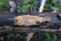 Attēlu rezultāti vaicājumam “Antrodia mellita”