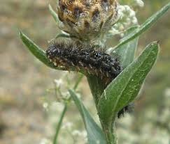 Attēlu rezultāti vaicājumam “Melitaea phoebe underside”