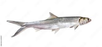 Image result for Elops saurus